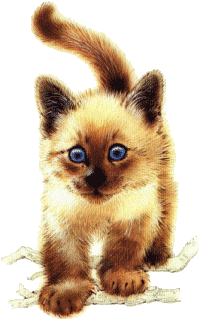 Image Name